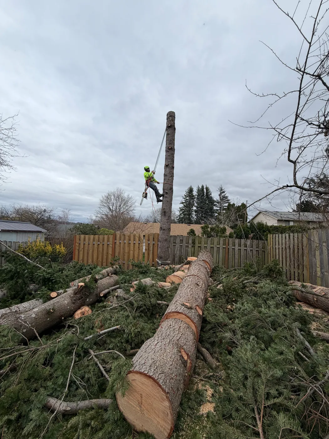 Reducing a tall tree limb by limb near power access