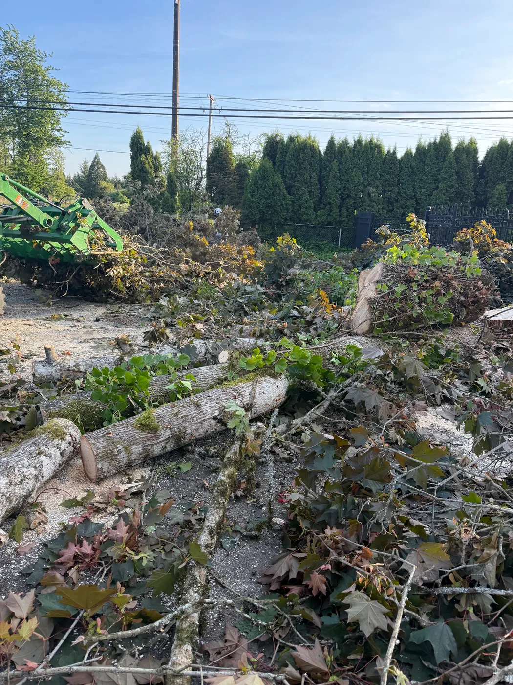 Arborist roped in and rigging a large limb