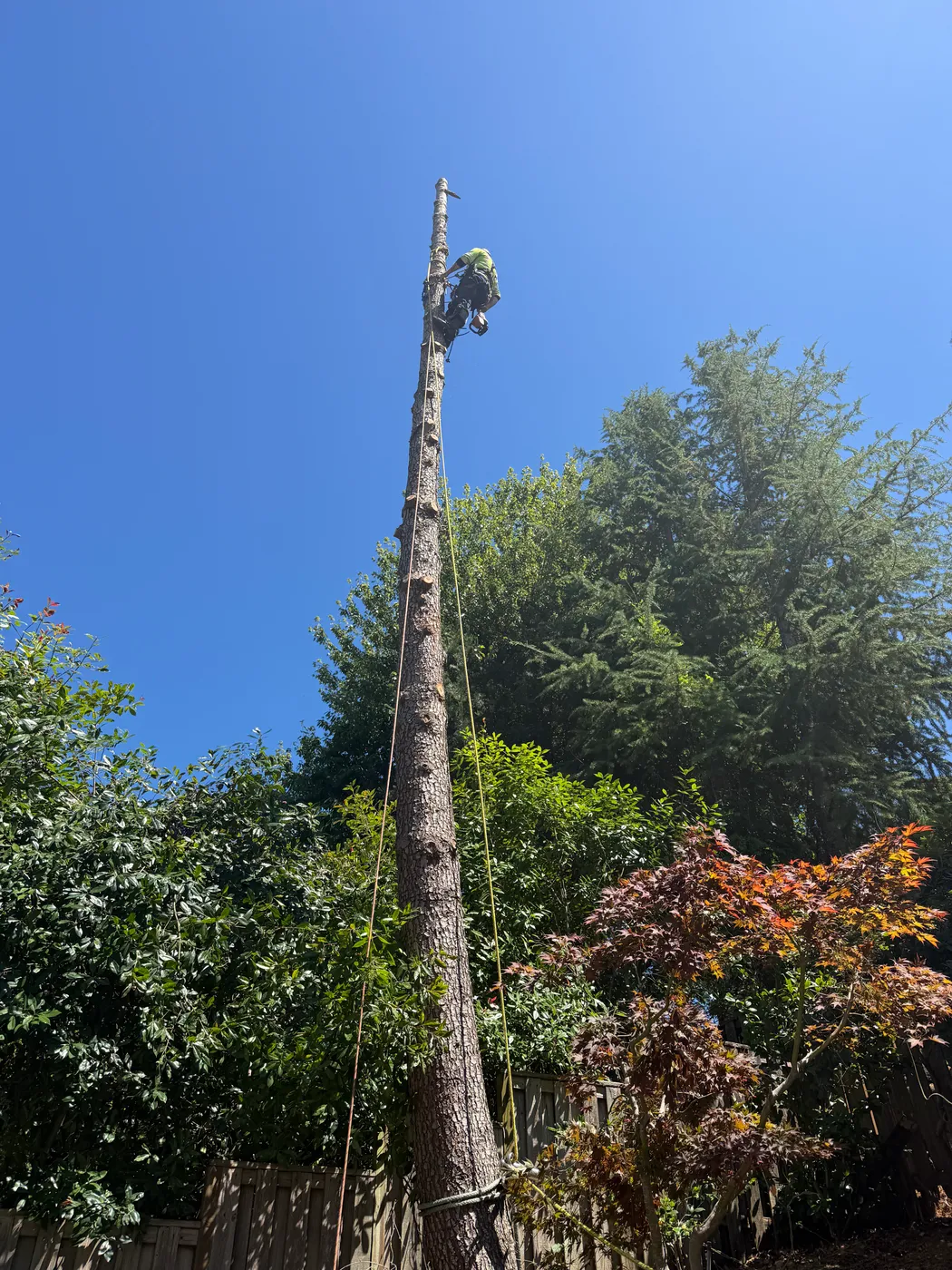 Cleanup of a large removal, brush and logs staged for haul-away