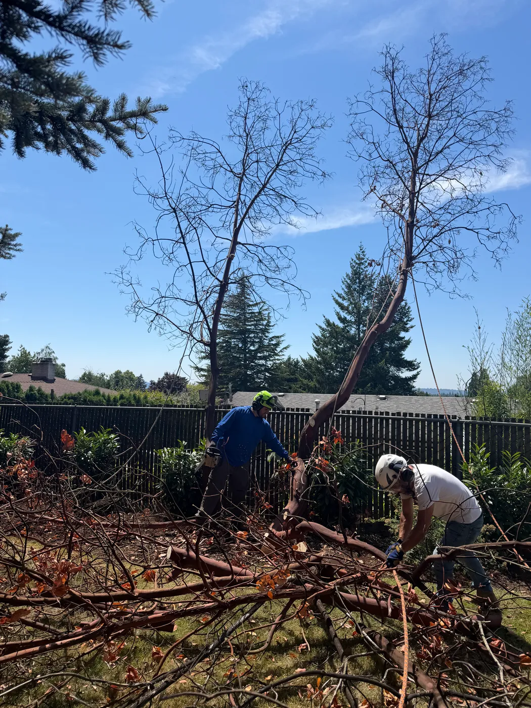 Working a tree down close to a two-story home