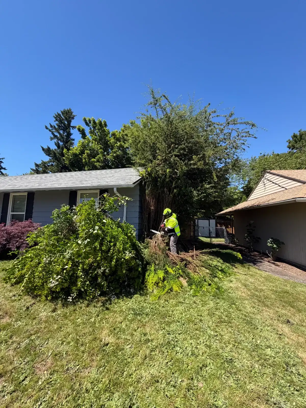 Small tree and shrub removal in a landscaped yard