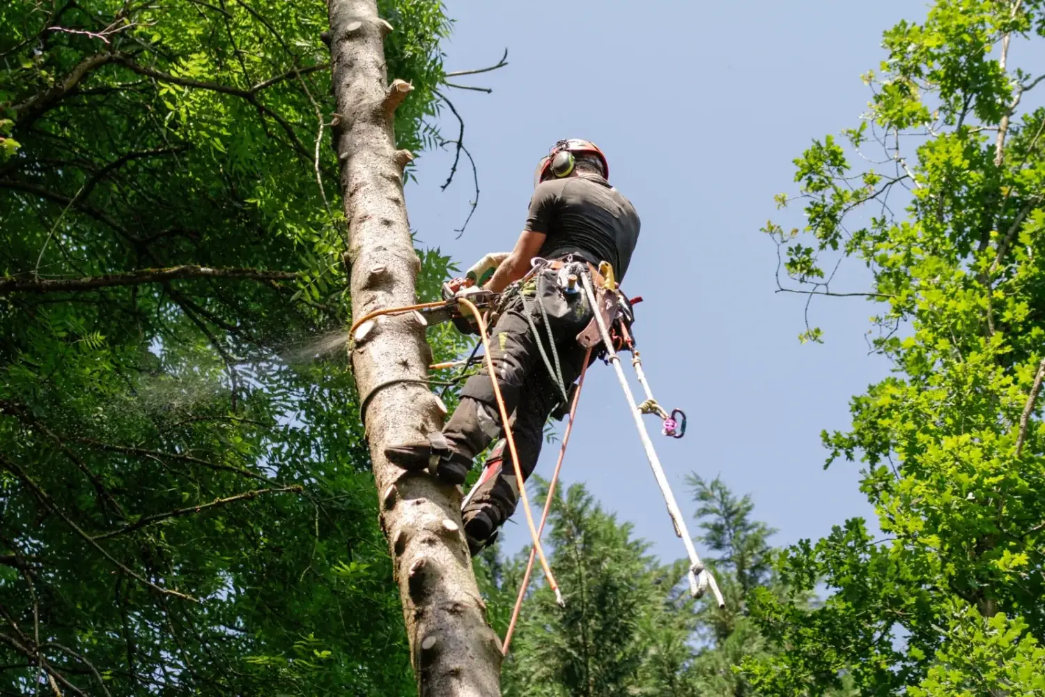 SkyTop crew removing a large tree in sections from a residential yard